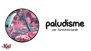 Parasitologie خفيف ظريف  paludisme  par  farouk et sarah [upl. by Alyel]