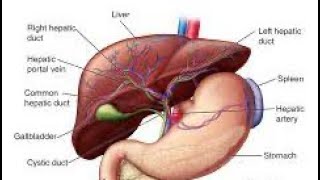 Biochemistry liver function Bilirubinurobilinogen and Jaundice  part 1 [upl. by Seavey]