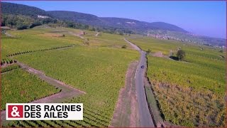 Route des Vins d’Alsace  villages et vignobles de caractère [upl. by Frasch]