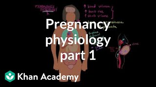 Pregnancy physiology I  Reproductive system physiology  NCLEXRN  Khan Academy [upl. by Shamma]