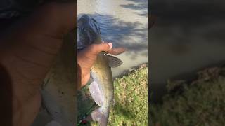 Chunky Catfish Release🔥 [upl. by Wycoff]