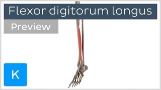 Functions of the flexor digitorum longus muscle preview  3D Human Anatomy  Kenhub [upl. by Herries]