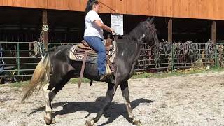 Sold 1895 11 yr old 151HH spotted TWH gelding 875 10724 [upl. by Marja]