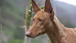 EL PODENCO ANDALUZ EN ACCION [upl. by Asiled]