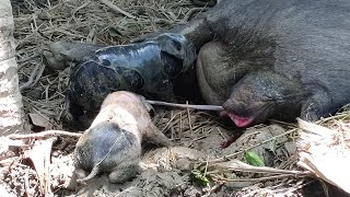 pig giving birth  New born piglet [upl. by Manning]