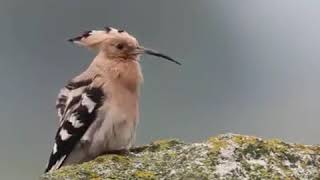 Hoopoe singing [upl. by Kcirderfla113]