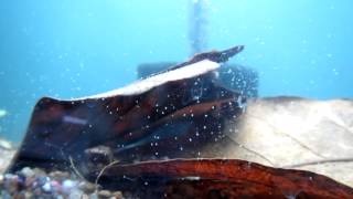 Unidentified little white creatures in aquarium [upl. by Anitra]