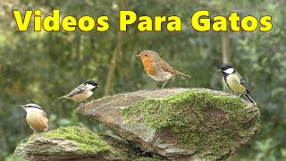 Encantadores videos de pájaros para que los gatos los vean  TV Gato [upl. by Baker]