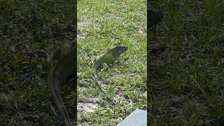 Starving Iguanas Are Resorting to Extreme Measures [upl. by Vena]