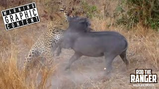 Leopard vs Warthog Mortal Combat In The Wild [upl. by Stoneham]