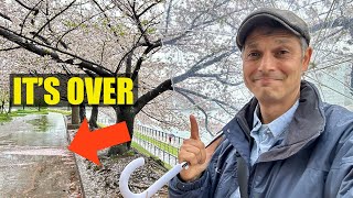 End of Tokyo’s Cherry Blossoms  First Rain amp Wind after Full Bloom [upl. by Priest]