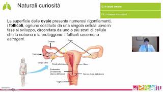 C8 Il corpo umano  Il sistema riproduttore [upl. by Unders943]