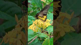 Bướm Phượng cánh chim chấm liền quá đẹp  Troides helena 🦋🦋🦋 butterfly bướm [upl. by Lorimer]