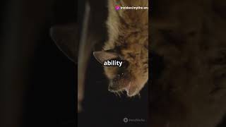 Are bats really blind 🦇 mythsandfacts busted shorts shockingfacts [upl. by Lebasy]