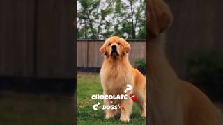 Why chocolate is dangerous to dogs 🤔 facts shorts shortfeed dog [upl. by Chapen]