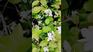 Jasmin flowers😍😍 in Vinayaka Temple Elgandal youtube love temple flowers jasmin shorts [upl. by Aramac]