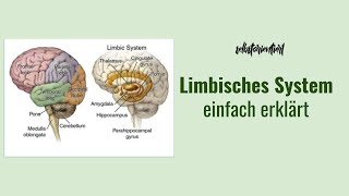 Limbisches System einfach erklärt  Bestandteile  Funktion  Aufbau  Hippocampus  Gehirn Angst [upl. by Naitsirc]