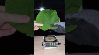 🍃 Music Tesla Coil experiment leaf shorts [upl. by Domella]