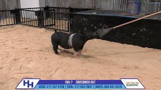 2657 CROSSBRED GILT  Heimer Hampshires Sept 23 2024 Sale [upl. by Liz]