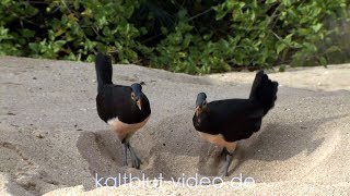 Burung Maleo Maleo bird Hammerhuhn Macrocephalon maleo Sulawesi [upl. by Eiramoj]