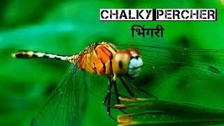 निसर्गाचा सुदंर भाग पतंग Dragonfly  Dragonfly is a beautiful part of nature  Dragonfly [upl. by Atinob]