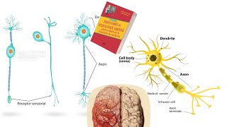 ADMITERE MEDICINA Barron’s Cap10 Tesutul Nervos part1 [upl. by Latia]