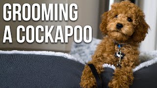 Grooming Our Cockapoo  First Puppy Haircut [upl. by Rogers]