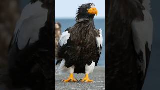 The Heaviest Eagle in the World  Stellers Sea Eagle [upl. by Nalahs247]