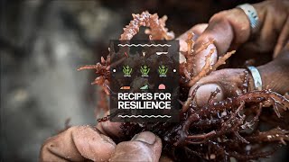 Seaweed solutions  Recipes for resilience  RCRC magazine [upl. by Adachi]