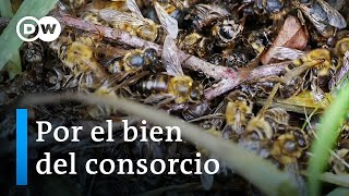 Bayer y las abejas  DW Documental [upl. by Elleined967]