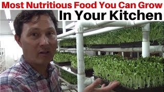 Most Nutritious Food You Can Grow in Your Kitchen [upl. by Ardnaet]