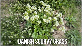 Danish Scurvy Grass Cochlearia danica [upl. by Ahsinor610]