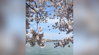 🌸DCs cherry blossoms reach peak bloom🌸 FOX 5 DC [upl. by Landes]