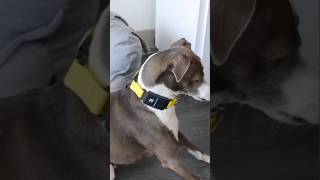 how to protect your pet dog tracking collargadgets Collieramazonviralshortstravelytshorts [upl. by Ayyidas]