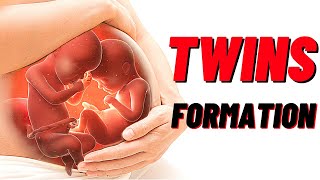 How Twins Are Formed In Humans Animation Identical and Fraternal Twins [upl. by Aronoff107]