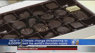 Scientists Say Chocolate May Be Extinct By 2050 [upl. by Edward655]