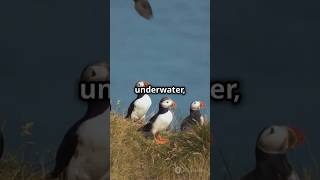 Puffin Birds Underwater Flight factsinhindi factmine amazingfacts shorts short facts viral [upl. by Hervey]