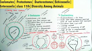 Coelomates Protostomes DueterostomesSchizocoelic Enterocoelicclass 11thDiversity Among Animals [upl. by Neevan957]