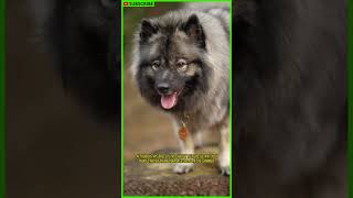 The Keeshond The Most Loyal Dog Ever shorts [upl. by Aufmann738]