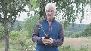 Doug Gilbert on how to identify aspen  Trees for Life [upl. by Hayyifas]