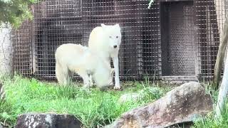 Arctic wolf 幻の白いオオカミ ホッキョクオオカミの親子展示 那須どうぶつ王国にて 2024年9月23日 [upl. by Anaerda]