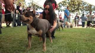 AMERICAN BULLY SHOW  BULLY STACK OFF [upl. by Andriana]