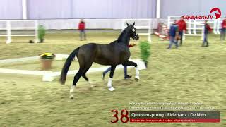 38 Junghengst v Quantensprung  Fidertanz [upl. by Keir342]