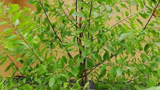 Sandalwood Tree Santalum album [upl. by Sandler535]