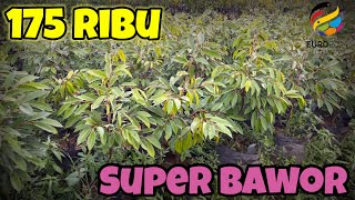 Bibit Durian Bawor Seger Rimbun Harga 175ribu rupiah [upl. by Ane]