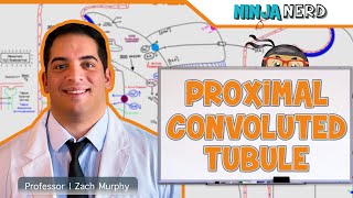 Renal  Proximal Convoluted Tubule [upl. by Beisel]