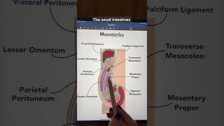 Mesenteries anatomy physiology anatomyandphysiology premed stem study biology [upl. by Comras788]