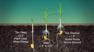 Corn Planting Depth 989 Air Date 31917 [upl. by Anasor]