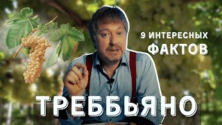 Сорт винограда ТРЕББЬЯНО  9 интересных фактов [upl. by Donnie]