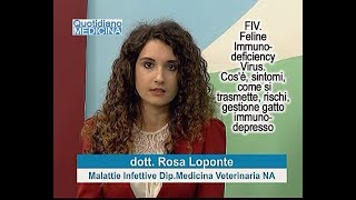 FIV immunodeficienza felina Cosè come si trasmette sintomi rischi gestione gatto con Fiv [upl. by Nibla]